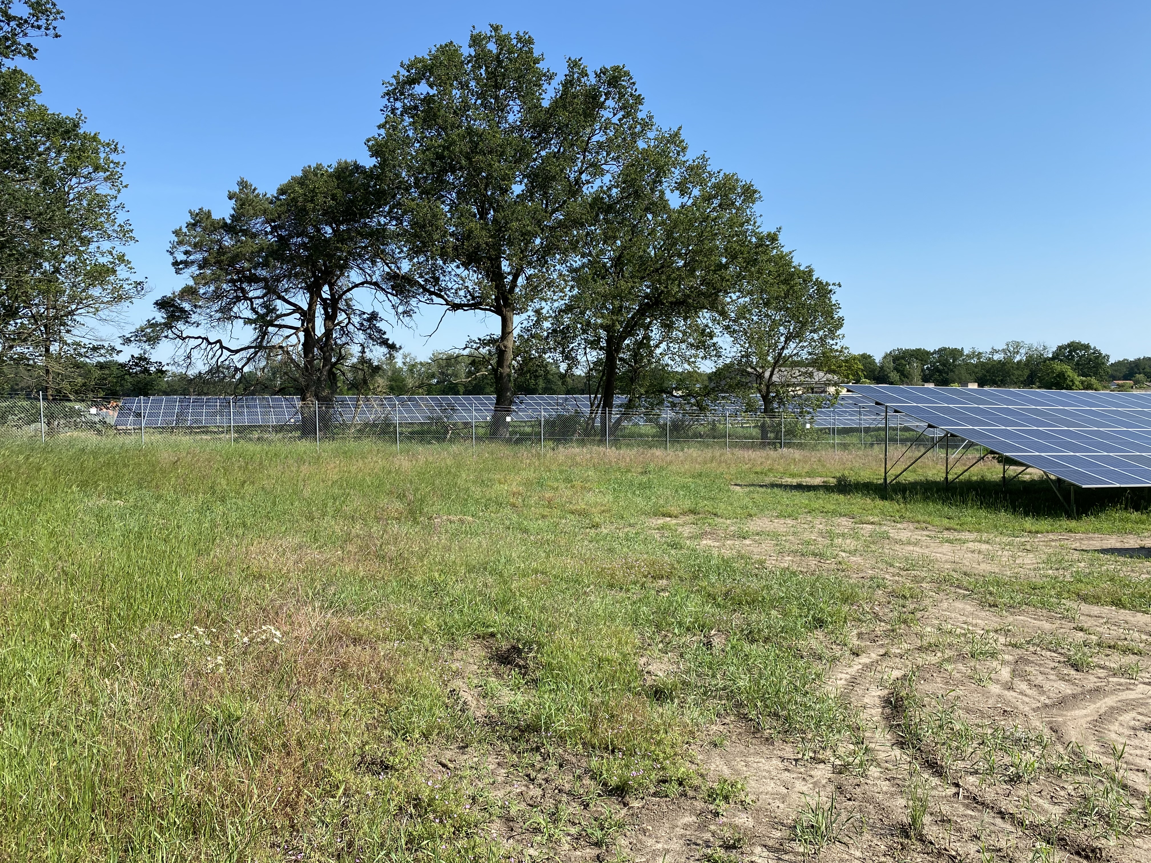 Bäume im Vordergrund und im Hintergrund der Solarpark Kotzen