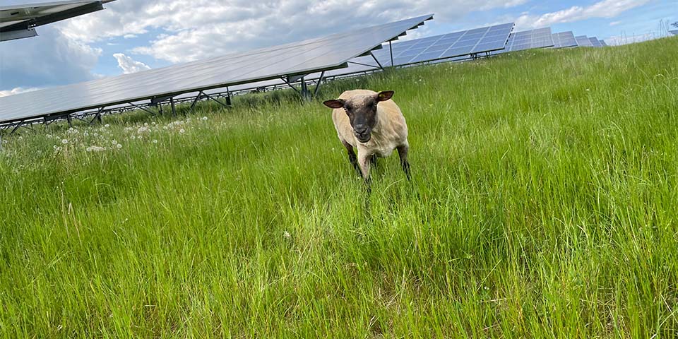PV-Anlage Hardheim mit einem Schaf im Vordergrund