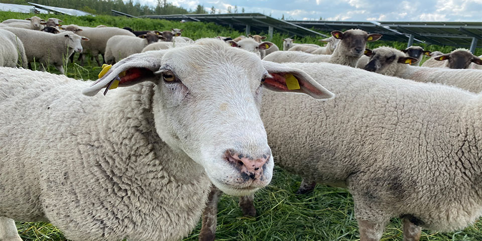 Weißes Schaf aus der Nähe