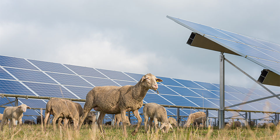 Solarpark mit Schafen