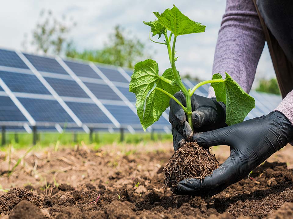 Vor einem Solarpark wird ein Setzling gepflanzt