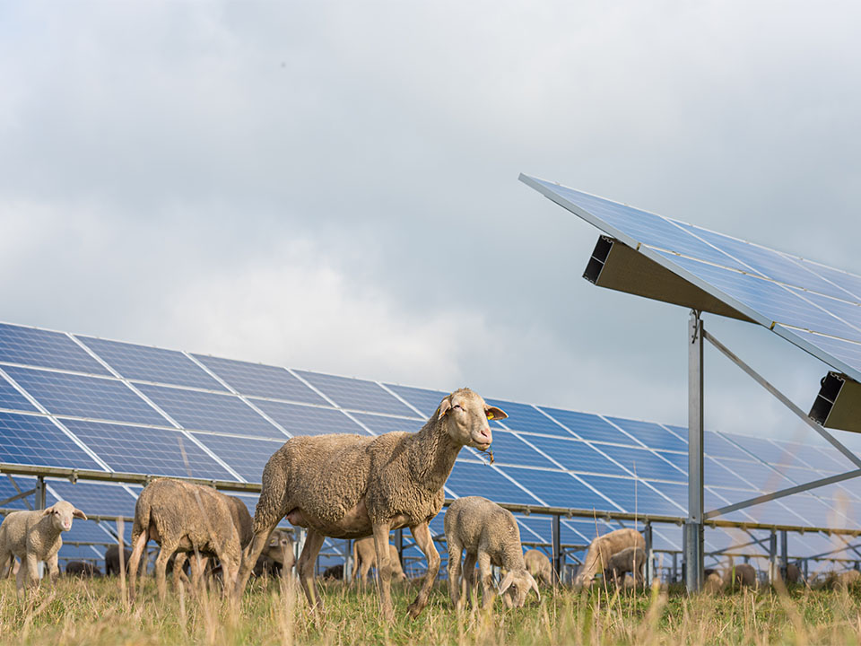 Solarpark mit Schafen